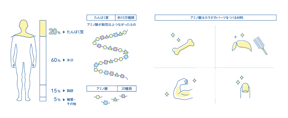 アミノ酸はカラダのパーツをつくる材料