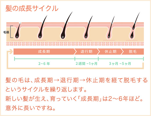 髪の成長サイクル