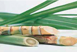 「ジーノ」のアミノ酸系洗浄成分は「さとうきび」などの植物原料から、微生物のチカラを利用するなど自然な方法で作られています。