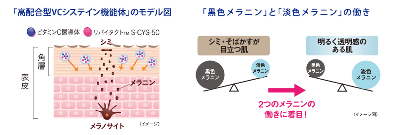 VCシステイン機能体とリバイタクトTM S-CYS-50