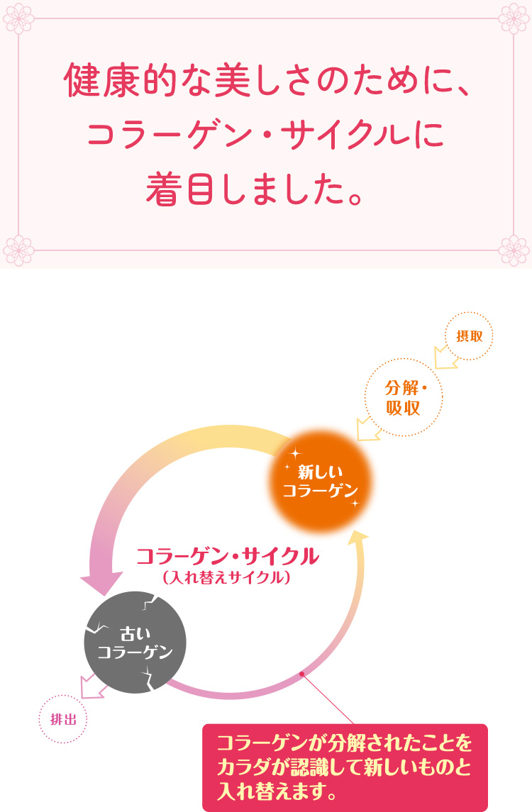 健康的な美しさのために、コラーゲン・サイクルに着目しました。
