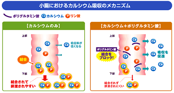 小腸におけるカルシウム吸収のメカニズム