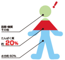 アミノ酸アラニンについて