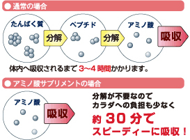 アミノ酸が体内に吸収されるまで