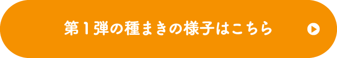 第1弾の種まきの様子はこちら